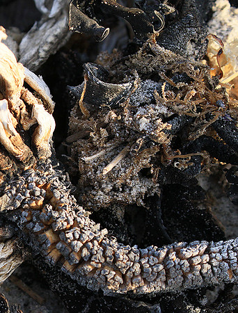Beach debris - Est west coast - South Africa