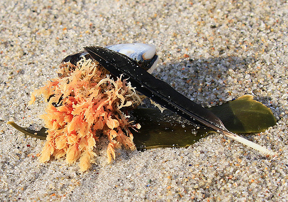 Beach debris - Est west coast - South Africa