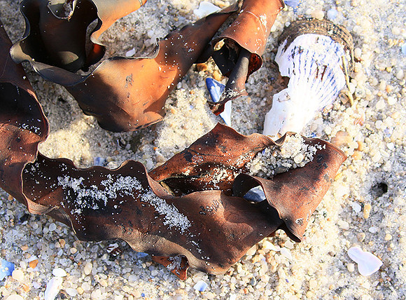 Beach debris - Est west coast - South Africa