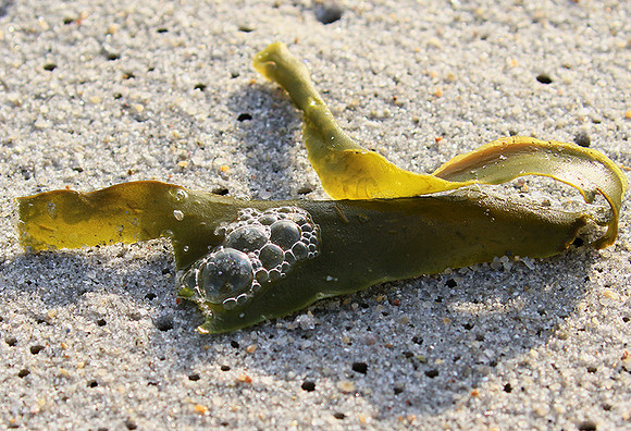 Beach debris - Est west coast - South Africa