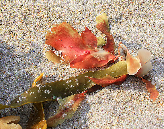 Beach debris - Est west coast - South Africa