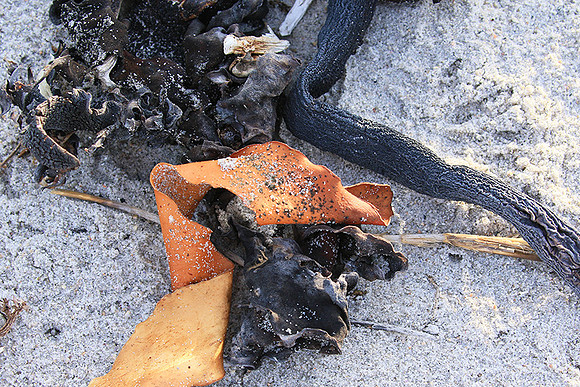 Beach debris - Est west coast - South Africa