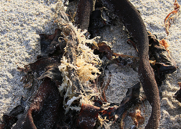 Beach debris - Est west coast - South Africa