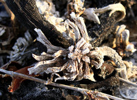 Beach debris - Est west coast - South Africa