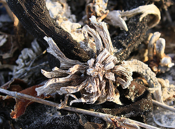 Beach debris - Est west coast - South Africa