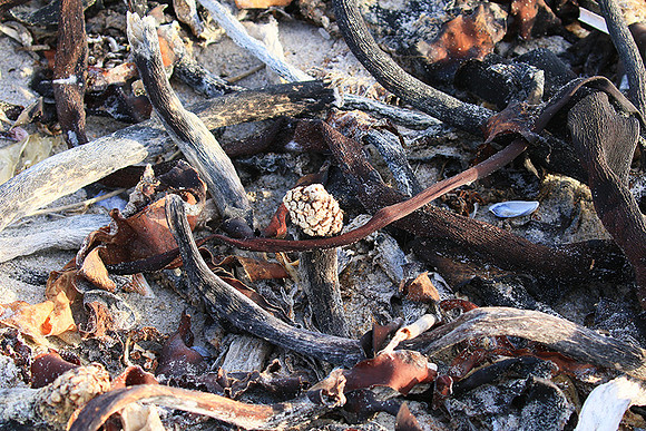 Beach debris - Est west coast - South Africa