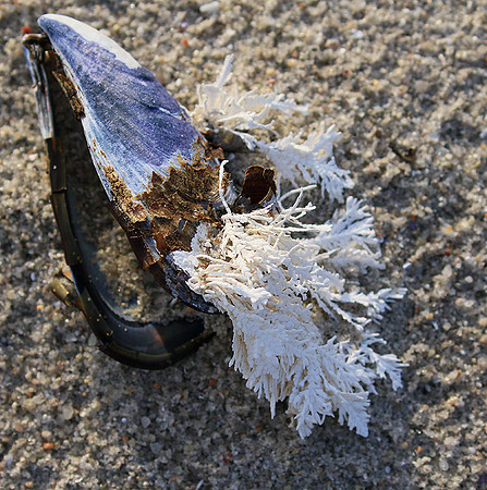 Beach debris - Est west coast - South Africa