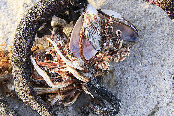 Beach debris - Est west coast - South Africa