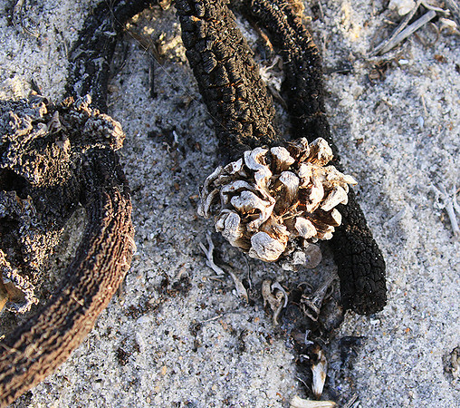 Beach debris - Est west coast - South Africa