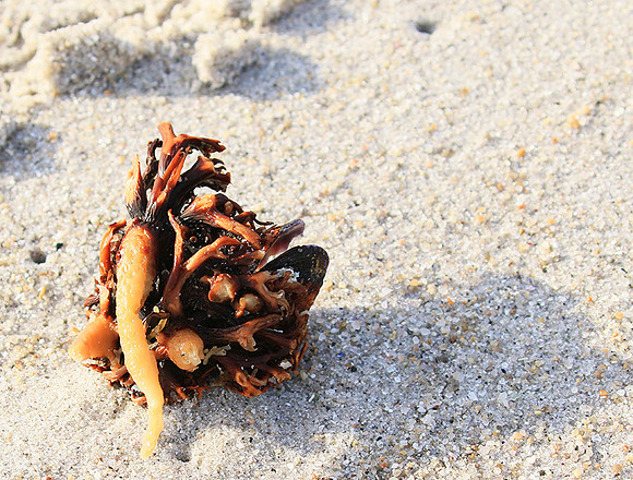 Beach debris - Est west coast - South Africa