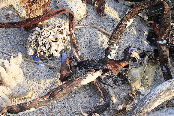 Beach debris - Est west coast - South Africa