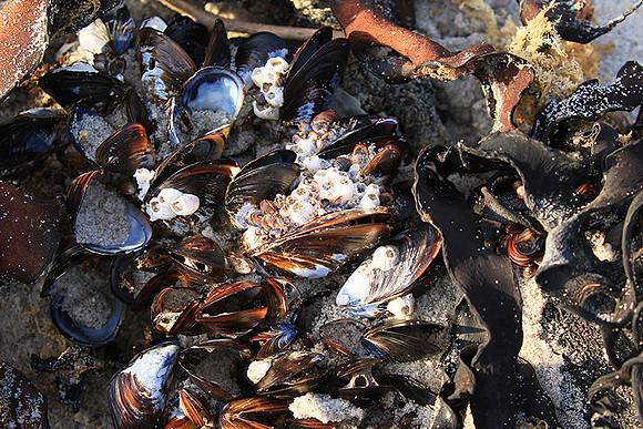 Beach debris - Est west coast - South Africa