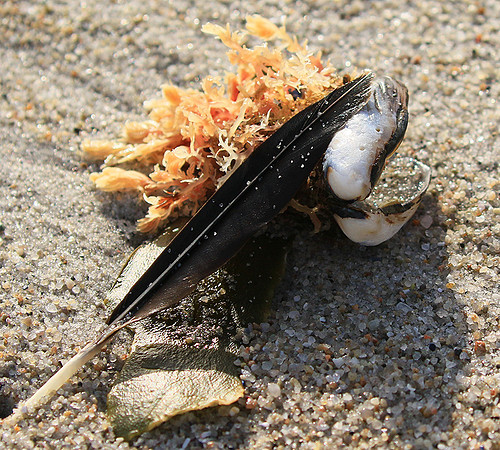 Beach debris - Est west coast - South Africa