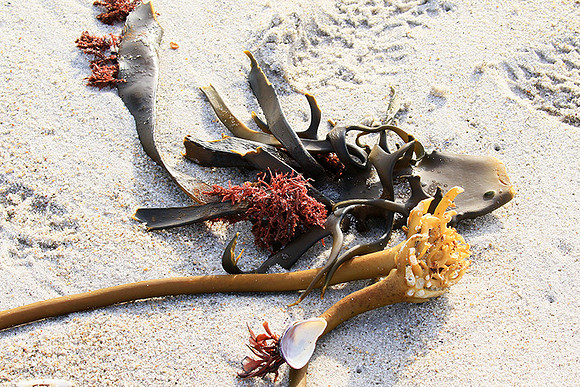 Beach debris - Est west coast - South Africa