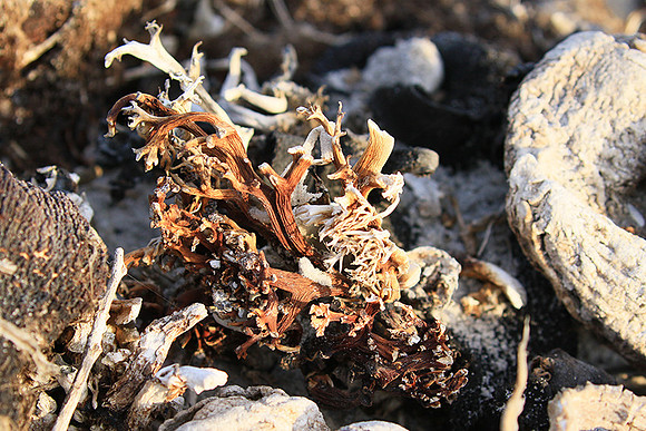 Beach debris - Est west coast - South Africa