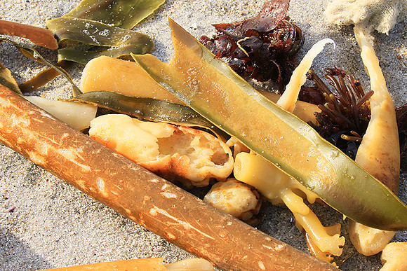Beach debris - Est west coast - South Africa
