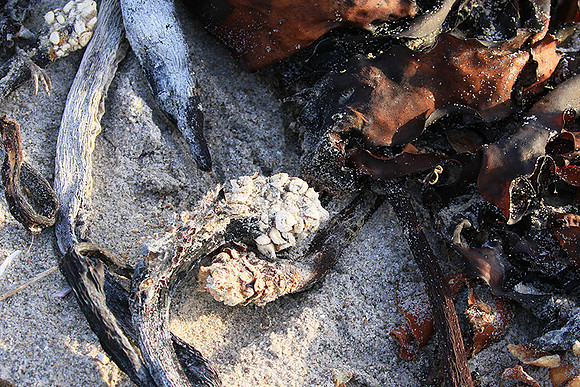 Beach debris - Est west coast - South Africa