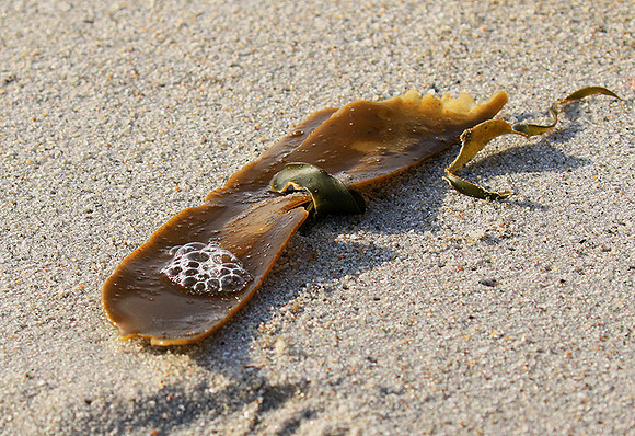Beach debris - Est west coast - South Africa