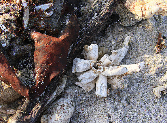Beach debris - Est west coast - South Africa