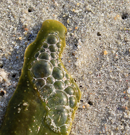 Beach debris - Est west coast - South Africa