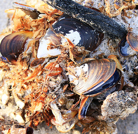 Beach debris - Est west coast - South Africa