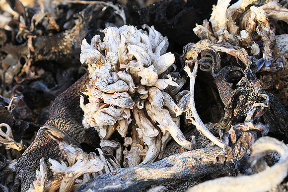 Beach debris - Est west coast - South Africa