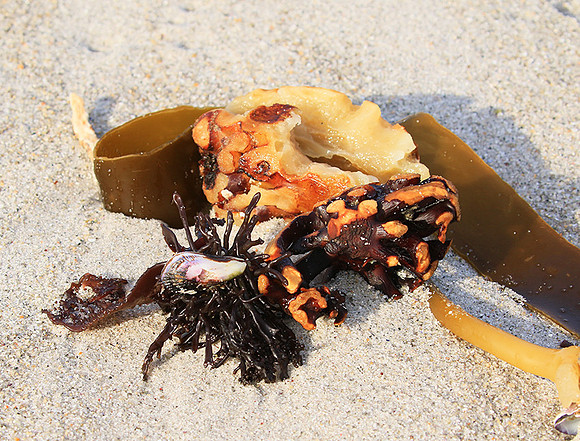 Beach debris - Est west coast - South Africa