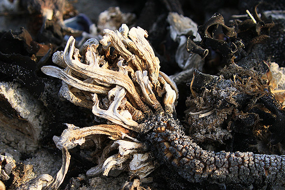 Beach debris - Est west coast - South Africa