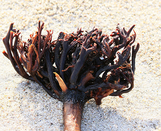 Beach debris - Est west coast - South Africa