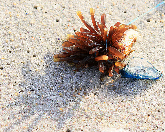 Beach debris - Est west coast - South Africa