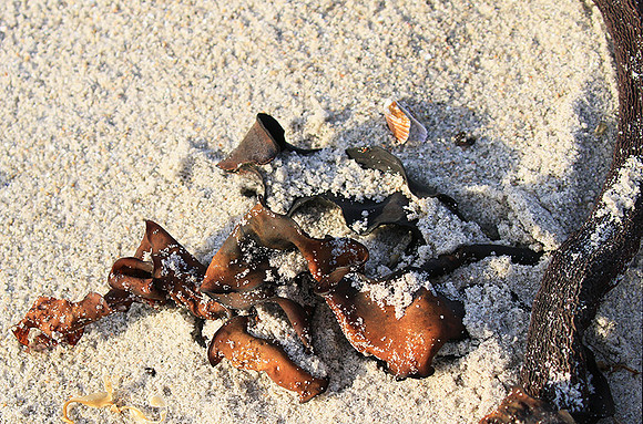 Beach debris - Est west coast - South Africa