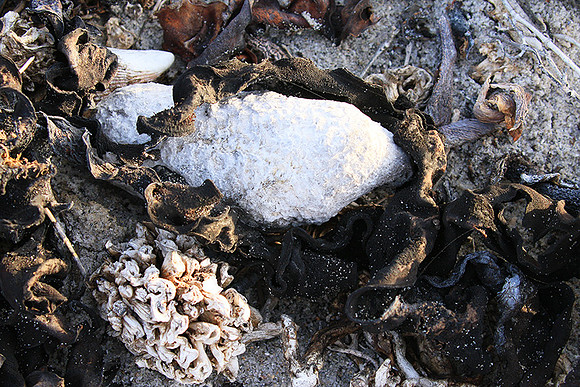 Beach debris - Est west coast - South Africa