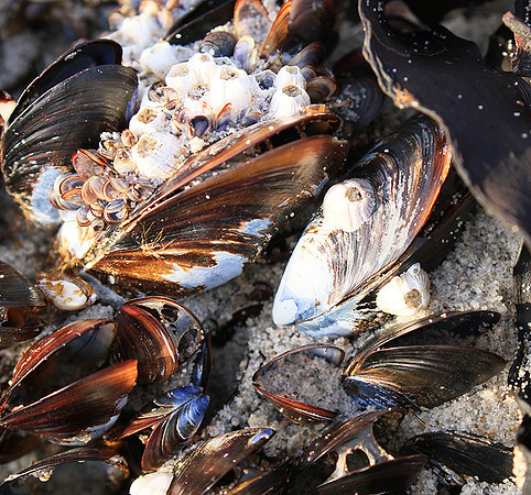 Beach debris - Est west coast - South Africa