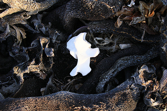 Beach debris - Est west coast - South Africa