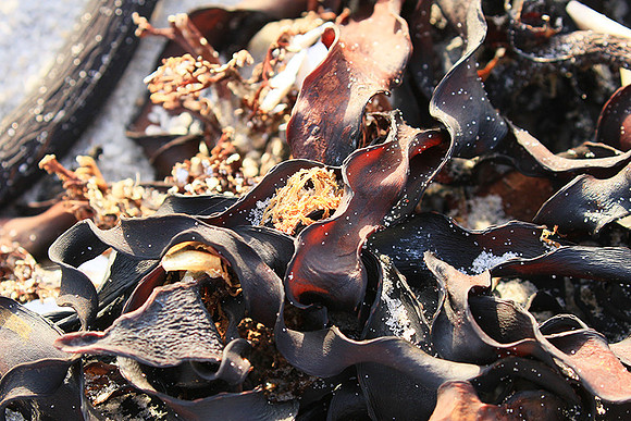 Beach debris - Est west coast - South Africa