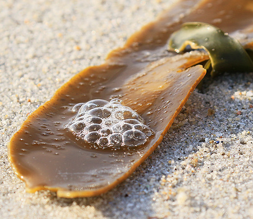 Beach debris - Est west coast - South Africa