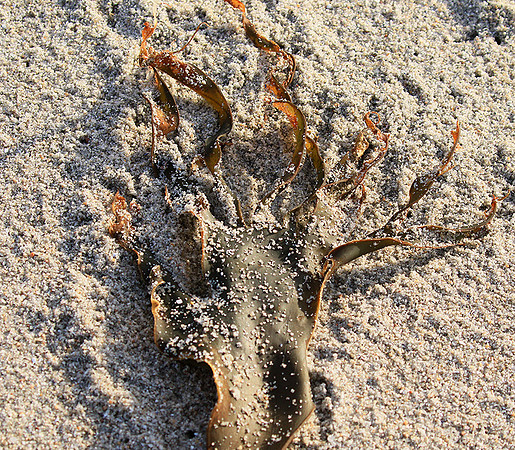 Beach debris - Est west coast - South Africa