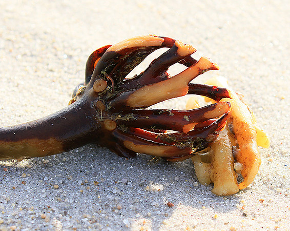 Beach debris - Est west coast - South Africa