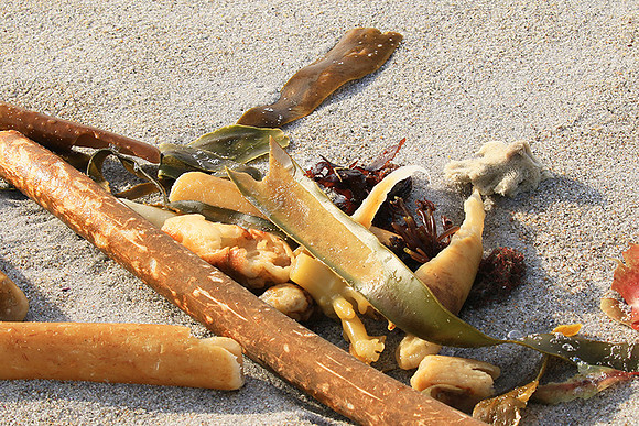 Beach debris - Est west coast - South Africa