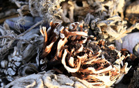 Beach debris - Est west coast - South Africa