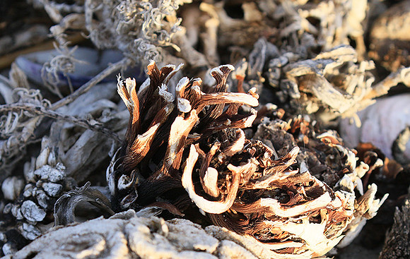 Beach debris - Est west coast - South Africa