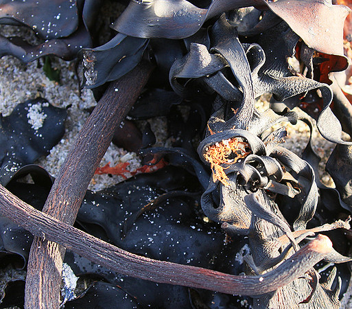 Beach debris - Est west coast - South Africa