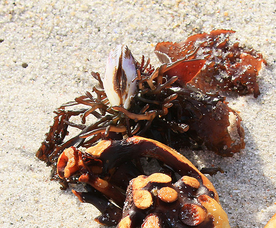 Beach debris - Est west coast - South Africa