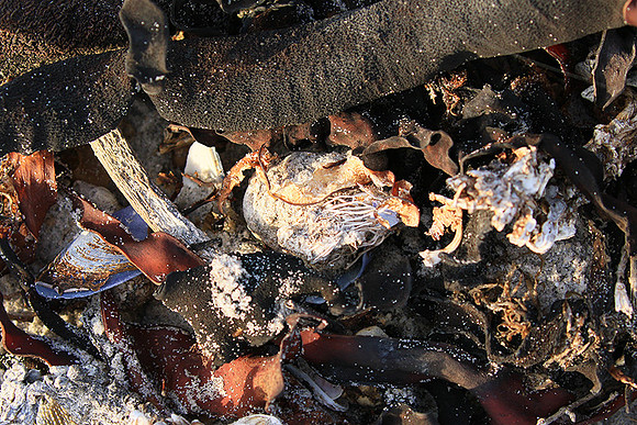 Beach debris - Est west coast - South Africa