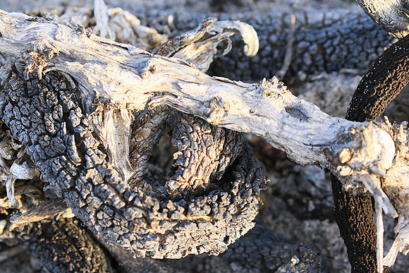Beach debris - Est west coast - South Africa