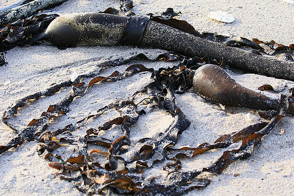 Beach debris - Est west coast - South Africa