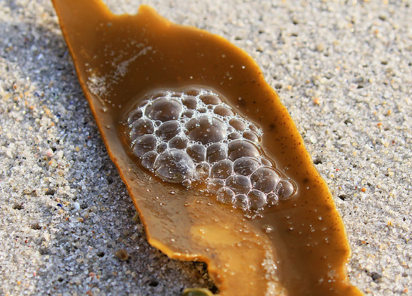 Beach debris - Est west coast - South Africa