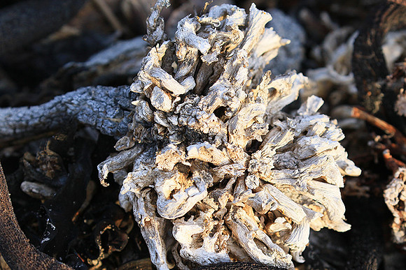 Beach debris - Est west coast - South Africa