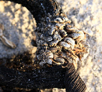 Beach debris - Est west coast - South Africa