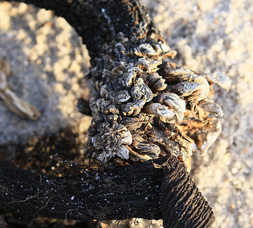 Beach debris - Est west coast - South Africa